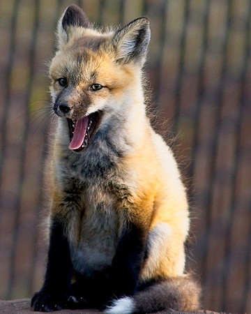 Fox Kits-6318
