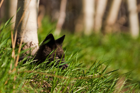 Fox Kit-4595