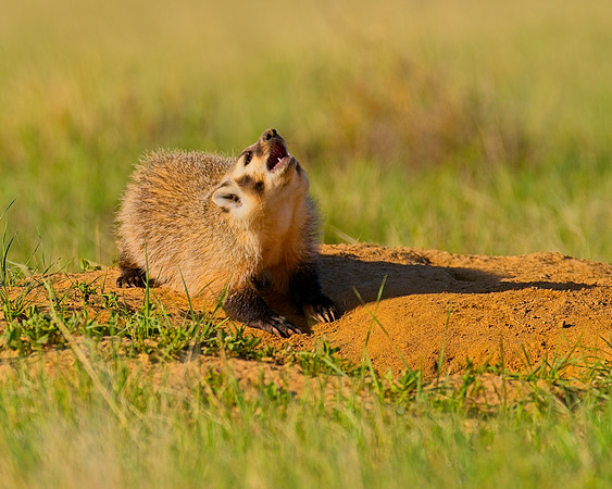 Badger-00132