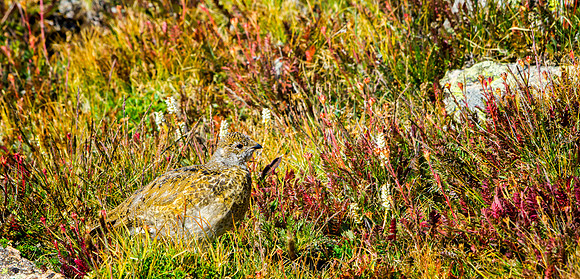 Ptarmigan Chick-5349-1