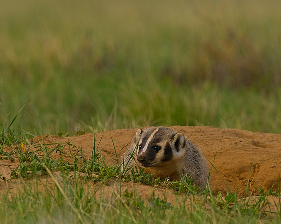 Badger-00551