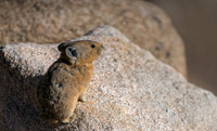 Pika-04506