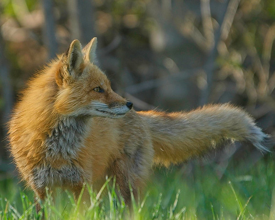 Jay Ryser - Red Fox-3905 1