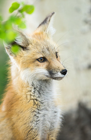 Fox Kit-01620
