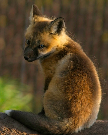 Fox Kits-6411