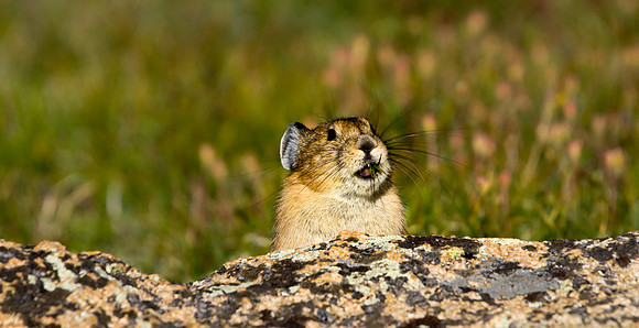 Pika-5081 (1 of 1)