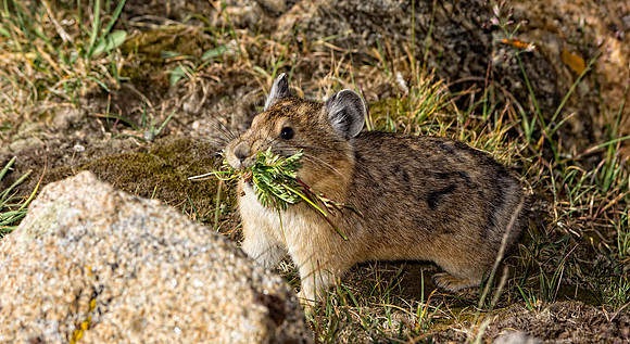 Pika-5106 (1 of 1)