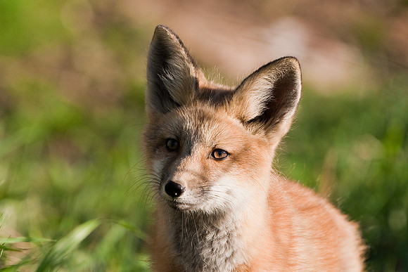 Fox Kit-4634