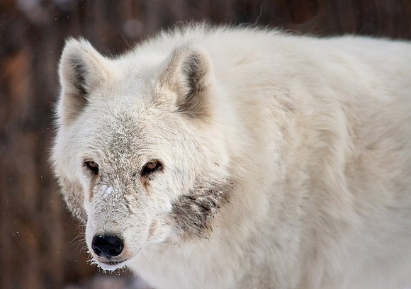 Wolf 7-