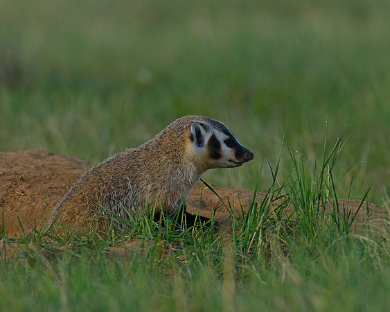 Badger-00035