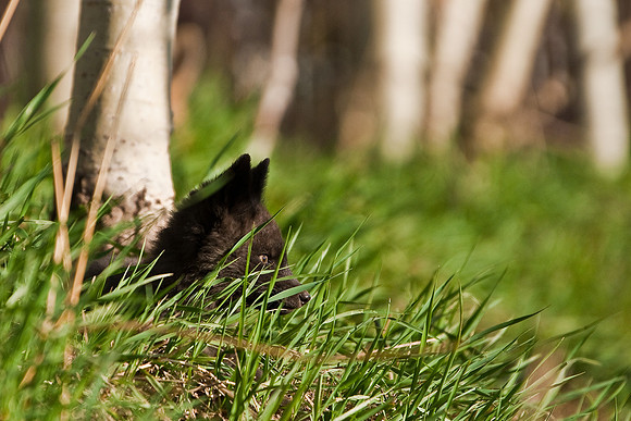 Fox Kit-4593