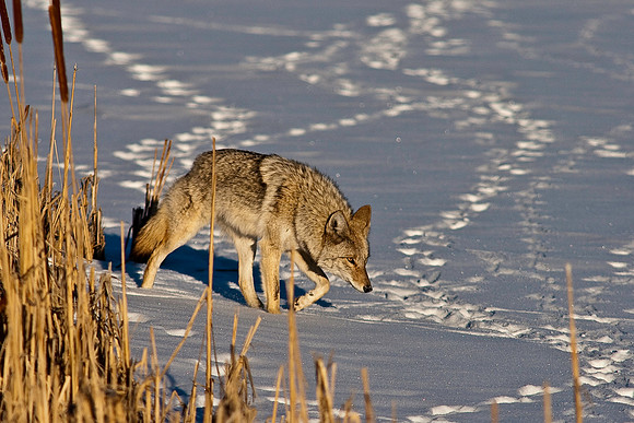 Coyote-8182.jpg