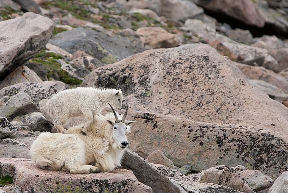 Mountain Goat-5174