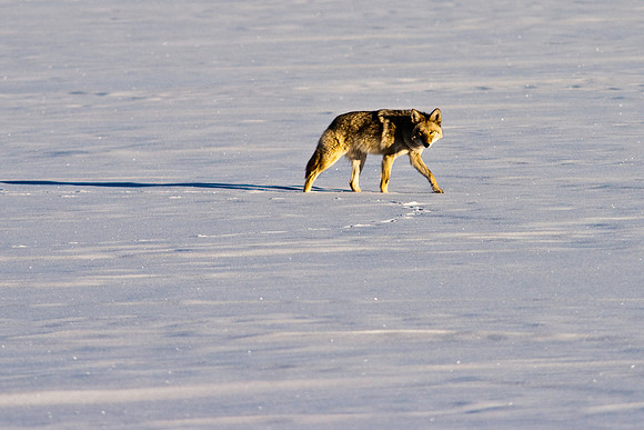 Coyote-8061.jpg