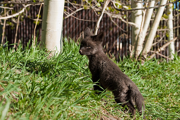 Fox Kit-7512