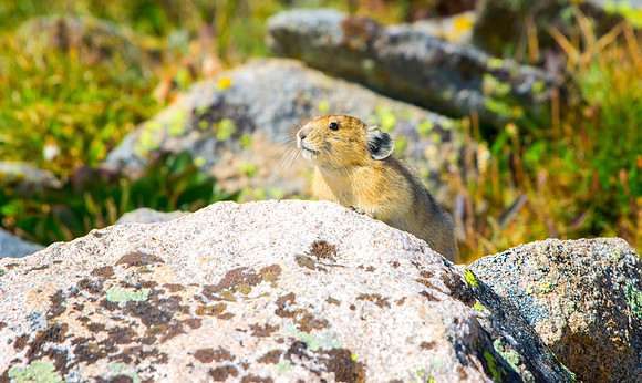 Pika-4205-1