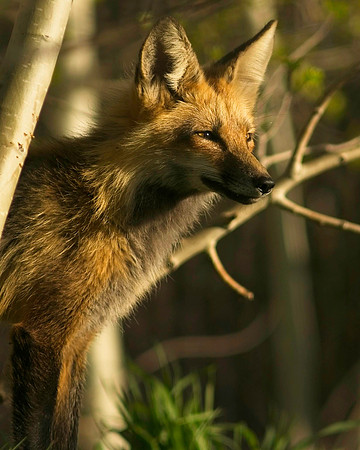Fox Kits-6499