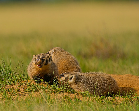 Badger-00485