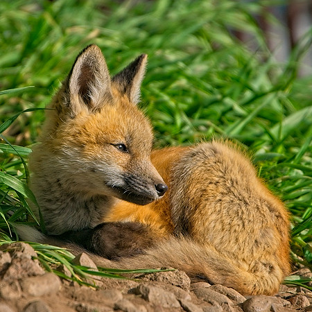 Fox Kits-8297_Export