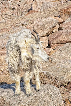 Mountain Goat-6402-