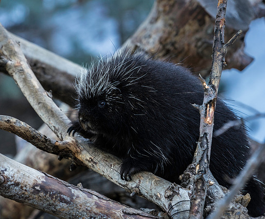 Porky-Pine-0758