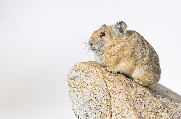 Pika-00515