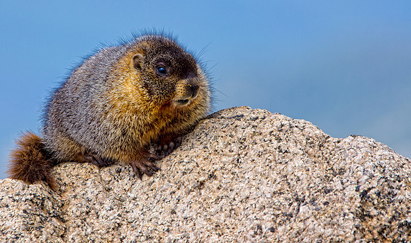 Marmot-3063-2