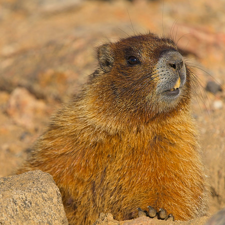 MT EVANS 7-23 (221)