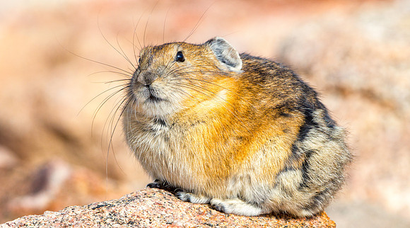 Pika-4014-