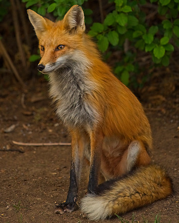 _JAY2918_Export
