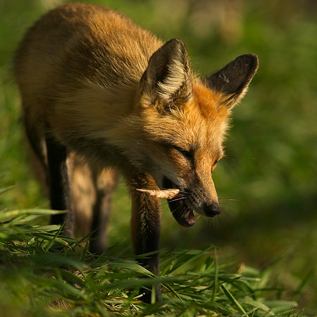 Fox Kits-6522