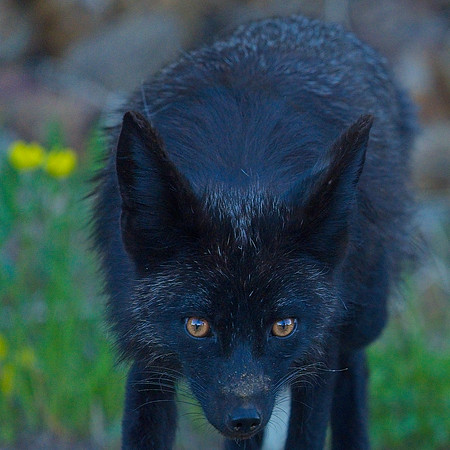 MT EVANS 7-2 (147)