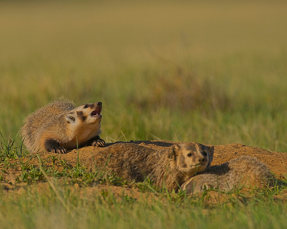 Badger-00154