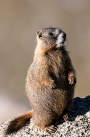 Marmot Standing-04216