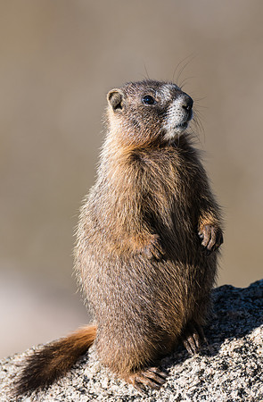 Marmot Standing-04216