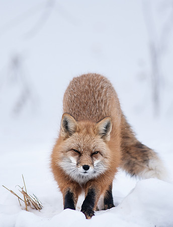 Snow Grumpy-7604