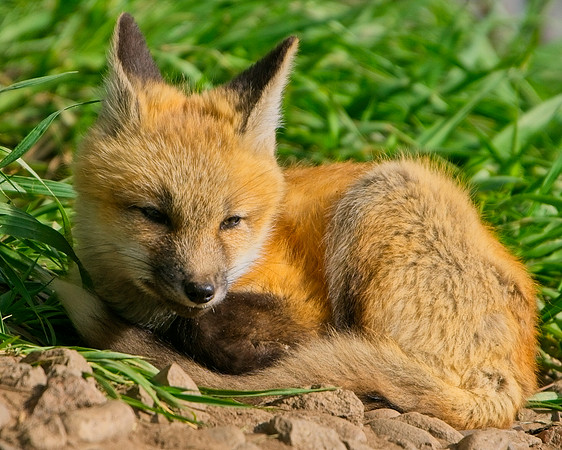 Fox Kits-8250_Export