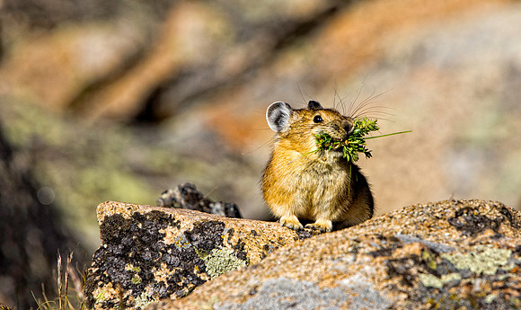 Pika-5102 (1 of 1)