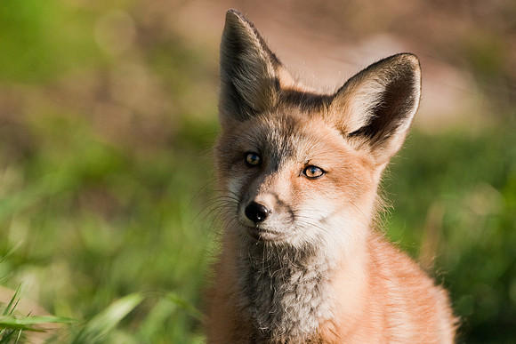 Fox Kit-4633