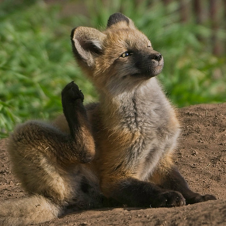 Fox Kits-8540