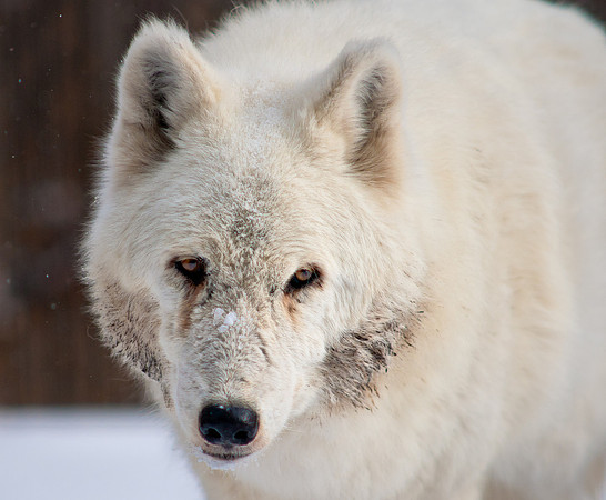 Wolf 6-