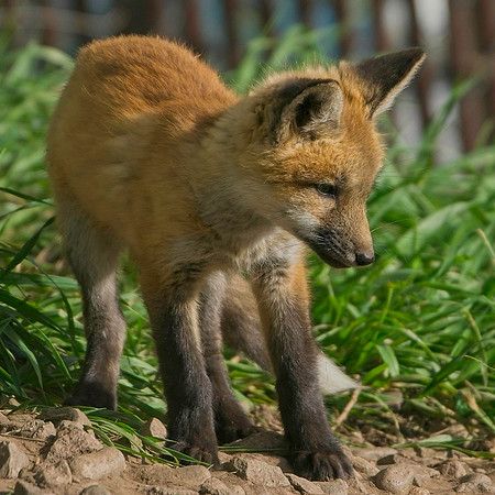 Fox Kits-8312