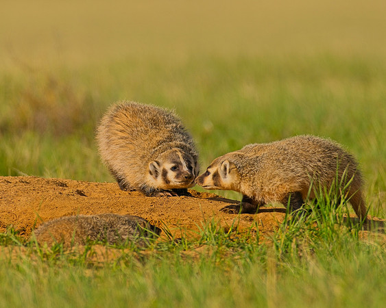 Badger-00341