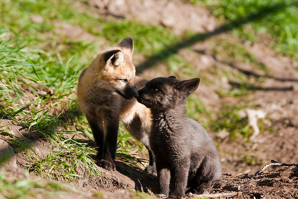 Fox Kit-7480