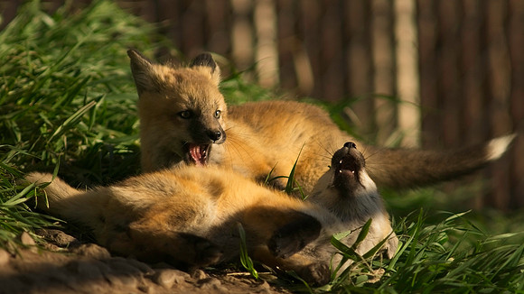 Fox Kits-6754