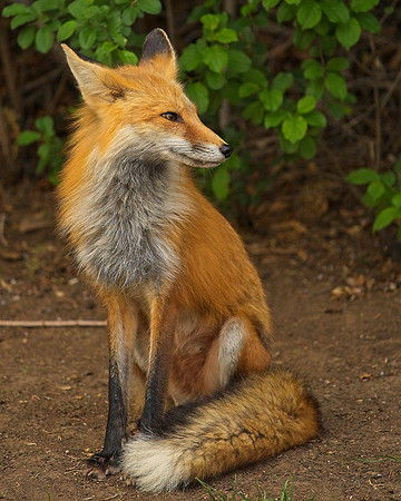 _JAY2917