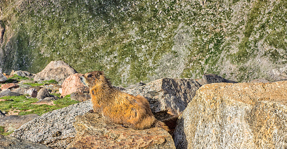 WAW-Marmot-5770-5770