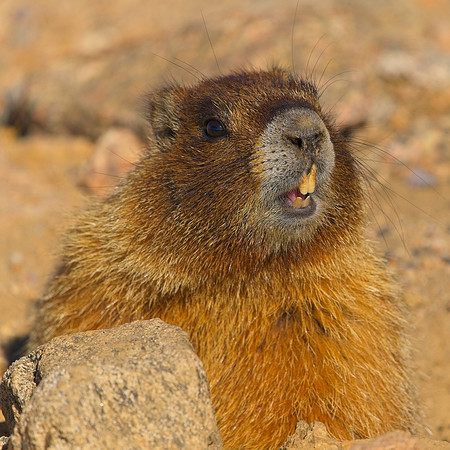 MT EVANS 7-23 (351)