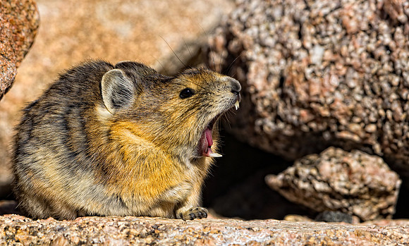 Pika Yawn-4660-2