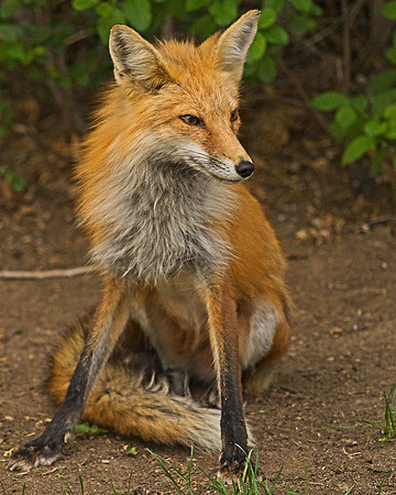 _JAY3299